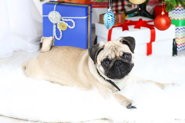 Funny, cute and playful pug dog on white carpet near Christmas tree