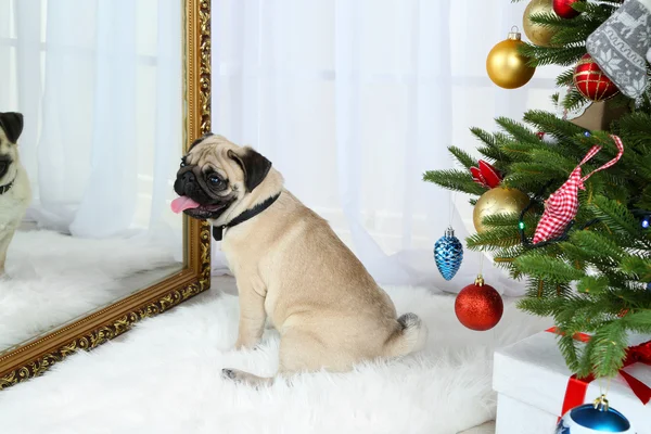 Funny, cute and playful pug dog on white carpet near Christmas tree