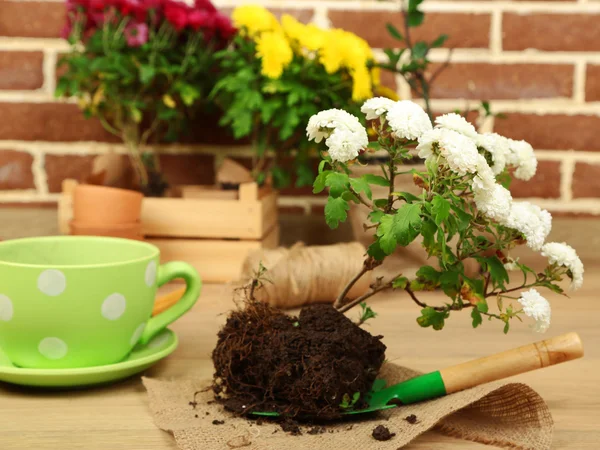 Flowers in pot and potting soil