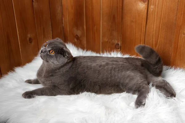 British cat lying on fur rug on wooden background