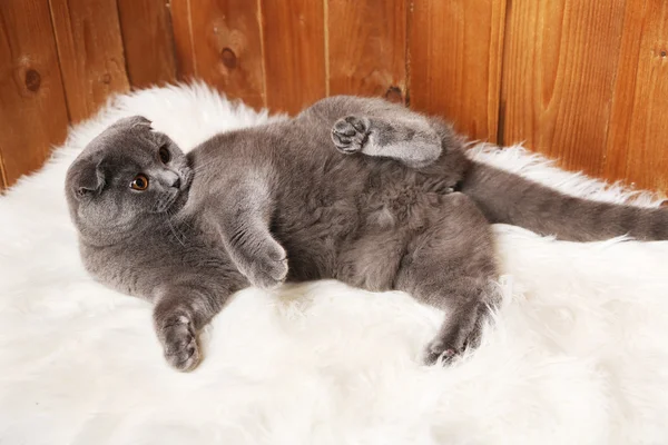 Amused British act on fur rug on wooden backg