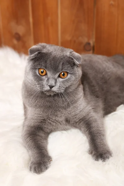 Lying British cat on fur rug on wooden background