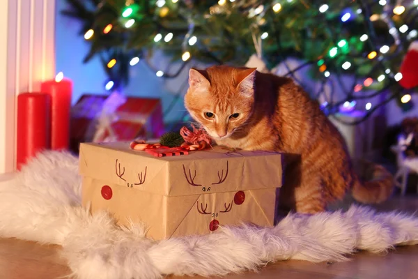 Red cat with Christmas gift