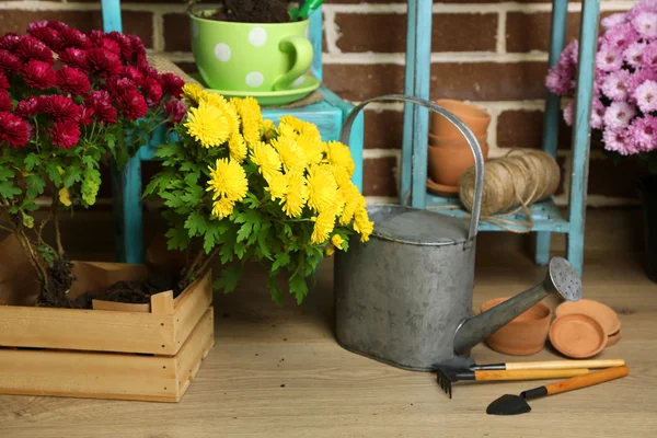 Flowers in pot on chair, potting soil, watering can and plants on floor on bricks background. Planting flowers concept