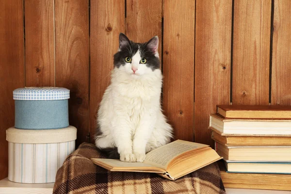 Cute cat sitting with book on plaid