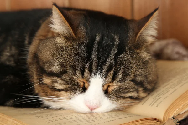 Cute cat lying with book, closeup