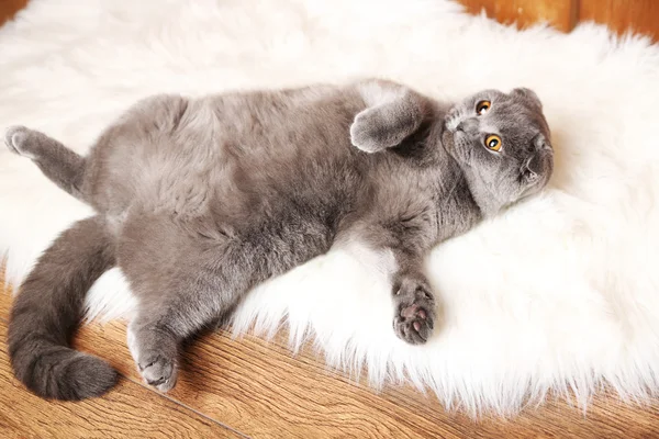 British short hair cat lying on back on fur rug on wooden background