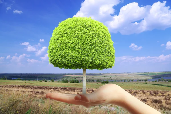 Small tree in hand on nature background