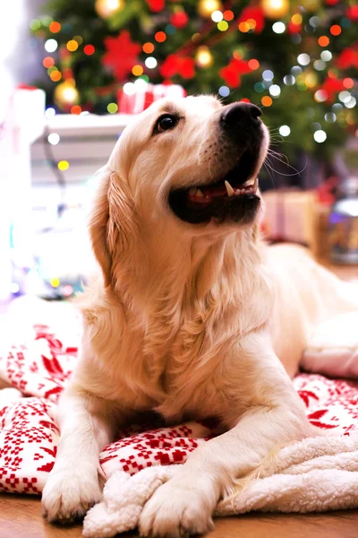 Labrador lying on plaid on wooden floor and Christmas decoration background