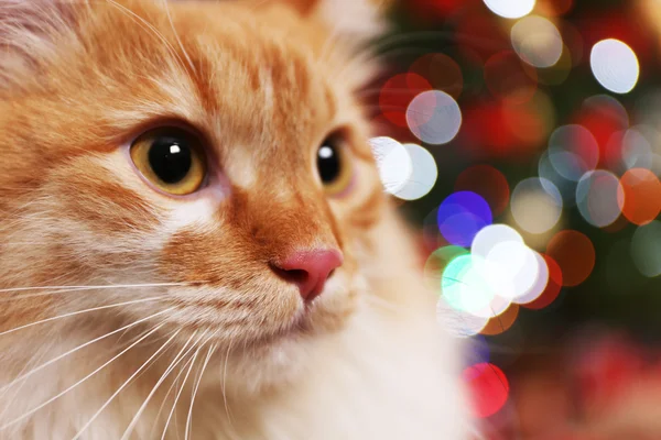 Lovable red cat on Christmas tree background