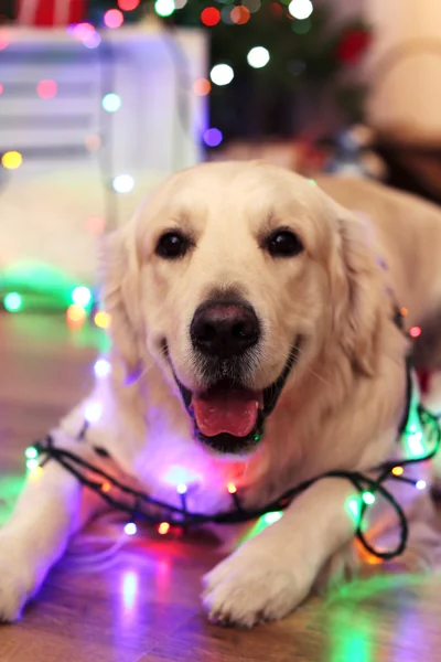 Labrador lying with garland on wooden floor and Christmas decoration background