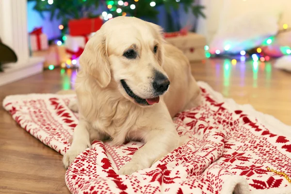 Labrador lying on plaid on wooden floor and Christmas decoration background