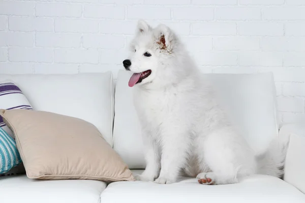 Cute Samoyed dog on sofa with pillows on brick wall background