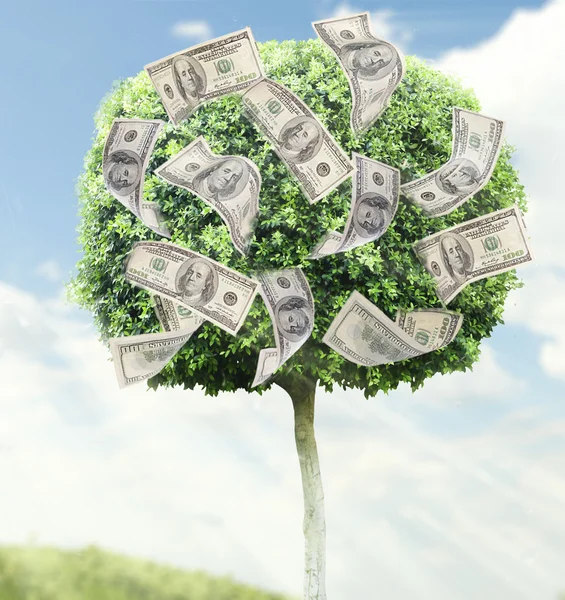 Money tree on natural background