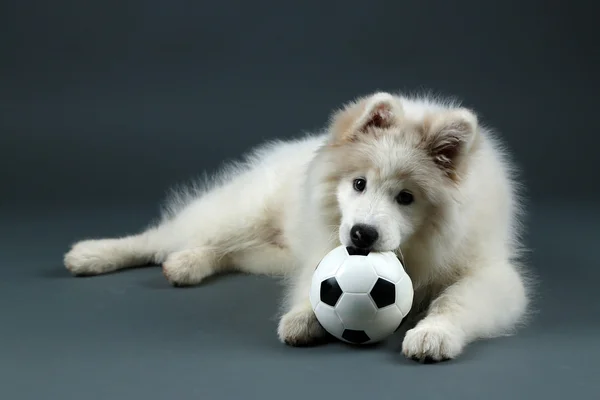 Lovable Samoyed dog playing with ball on dark background
