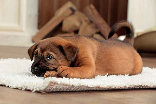 Cute puppy lying on carpet