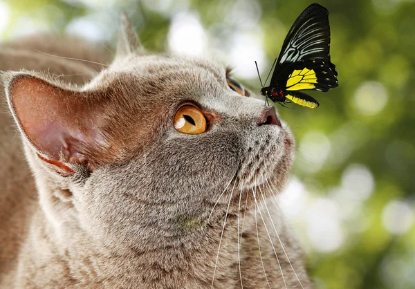 Colorful butterfly sitting on cat\'s nose on green natural background