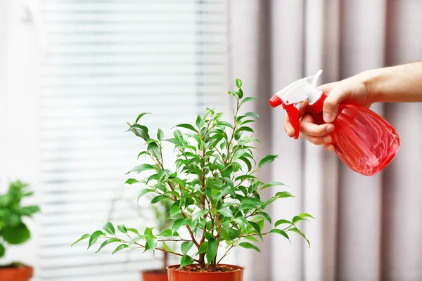 Male hand spraying flowers on white window background