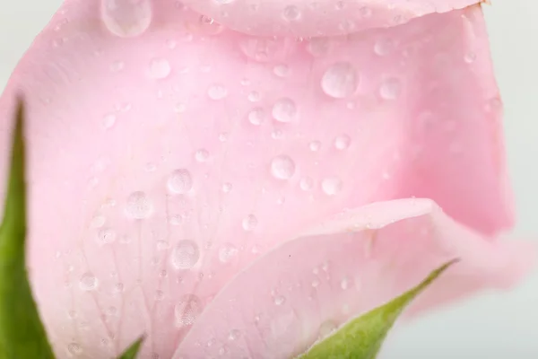 Water drops on rose petals