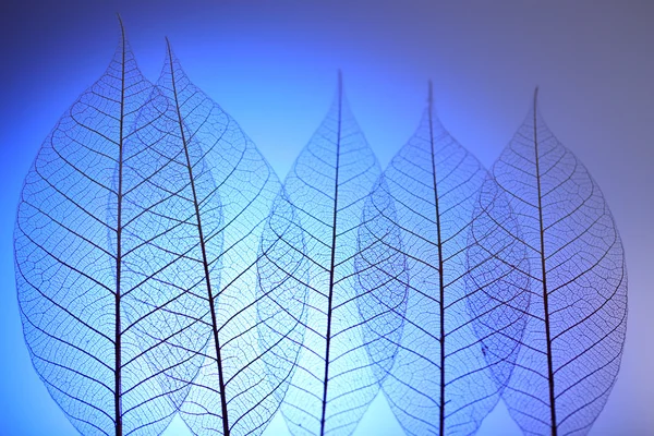 Skeleton leaves on blue background, close up