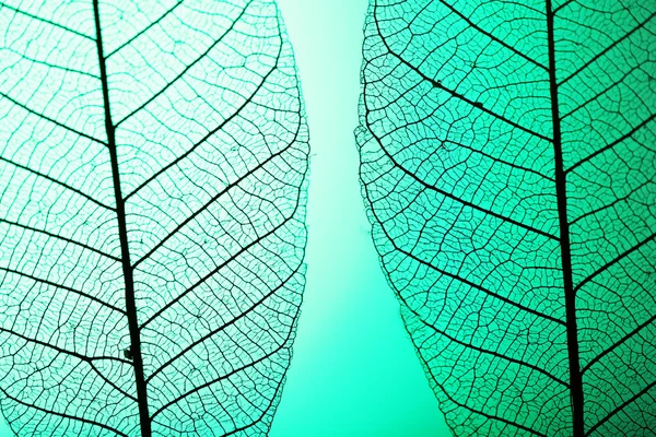 Skeleton leaves on green background, close up