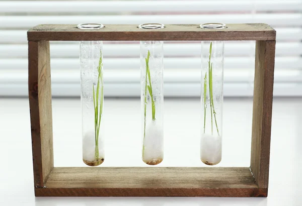 Sprouted grains in glass test tubes