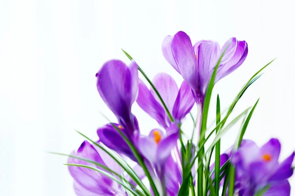 Beautiful crocus flowers on curtain background