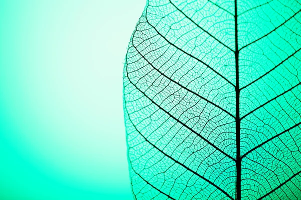 Skeleton leaf on green background, close up