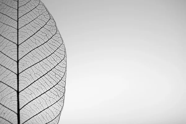 Skeleton leaf on grey background, close up