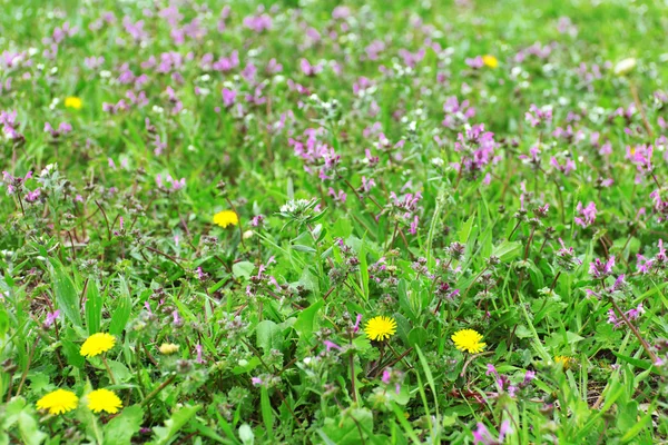 Wildflowers over green grass