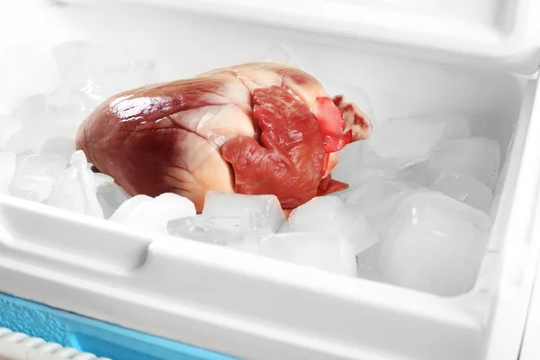 Heart organ in fridge close up