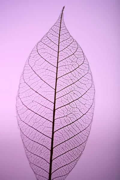 Skeleton leaf on purple background, close up