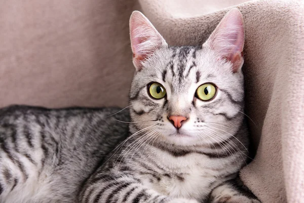 Beautiful gray cat