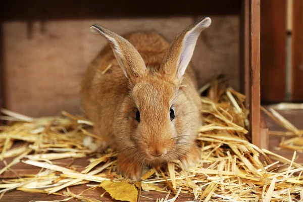 Cute rabbit in barn, close up