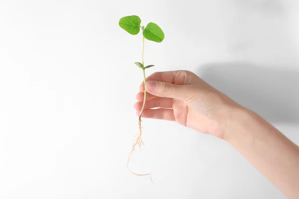 Hand holding fresh green sprout isolated on white