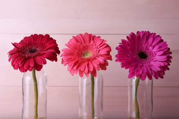 Beautiful bright gerberas