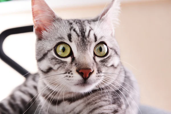 Beautiful cat on chair close-up