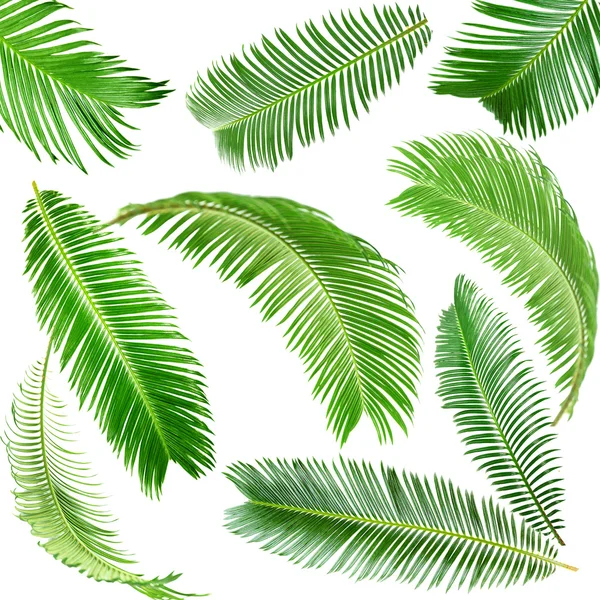 Green palm leaves isolated on white