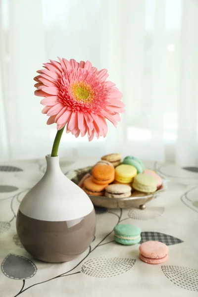 Color gerbera flower in vase and macaroons