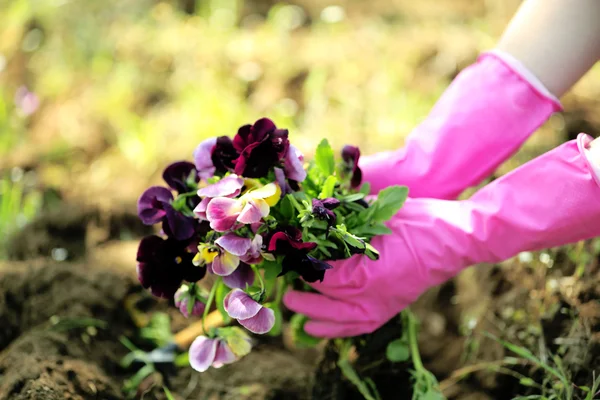 Female hands in pink gloves planting flowers