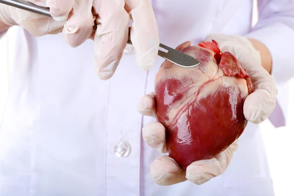 Doctor holding heart organ and scalpel close up