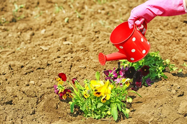 Female hands in pink gloves watering flowers, close-up