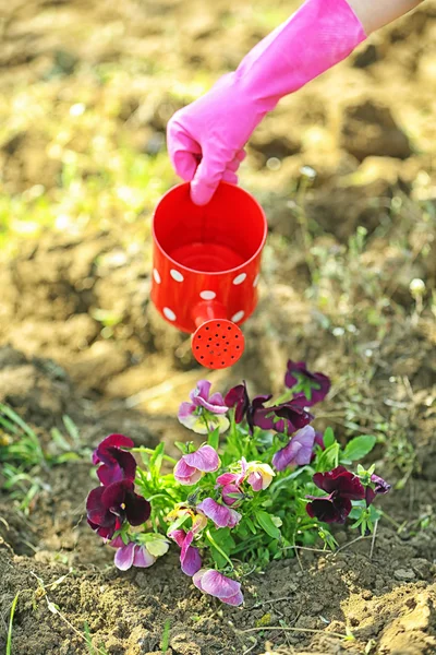 Female hands in pink gloves watering flowers, close-up
