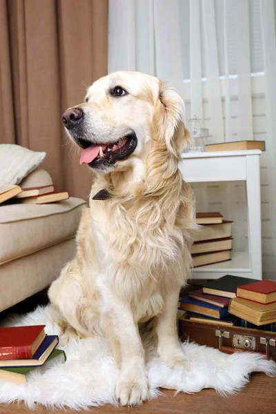 Labrador with pile of books in room