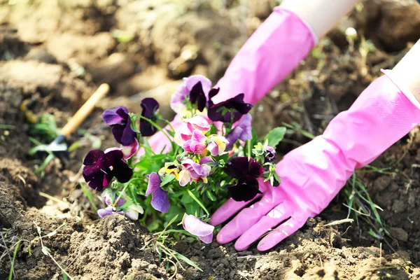 Female hands in pink gloves planting flowers, close-up