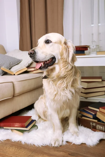 Labrador with pile of books in room