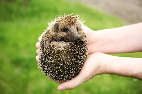 Hands holding hedgehog