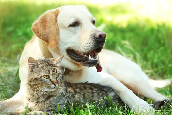 Dog and cat resting over green grass