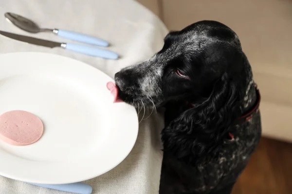 Dog looking at plate of sliced sausage