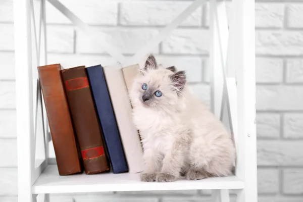 Cute little cat on shelf with books on light background